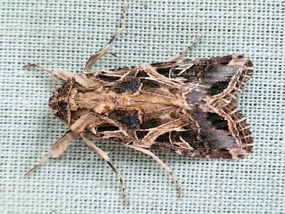 Spodoptera littoralis
