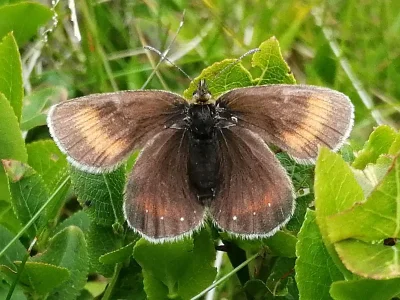 Erebia claudina
