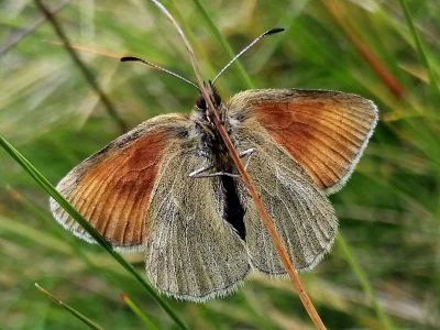 Erebia claudina