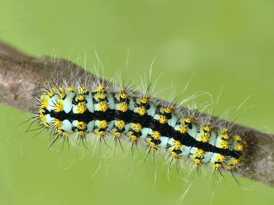 Saturnia (Eudia) pavoniella