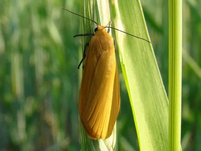 Eilema (Wittia) sororcula