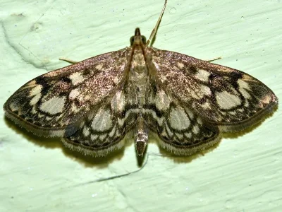 Anania coronata