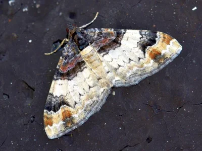 Catarhoe cuculata