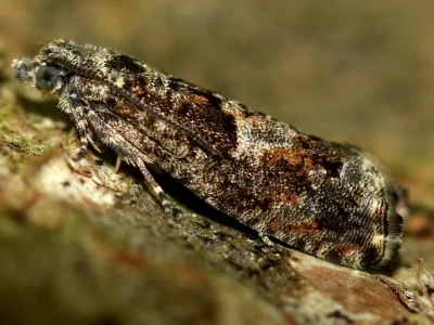 Epinotia immundana