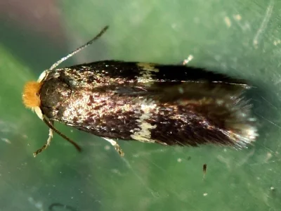 Ectoedemia (Ectoedemia) occultella