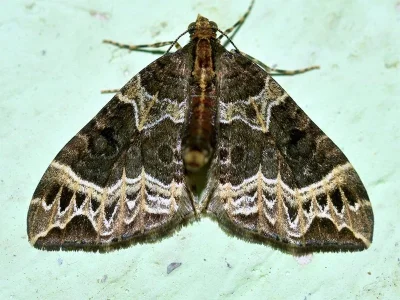 Ecliptopera silaceata