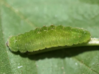 Satyrium (Strymonidia) pruni