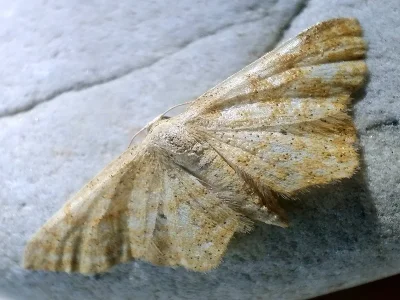 Idaea belemiata