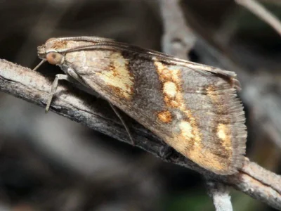 Evergestis marionalis