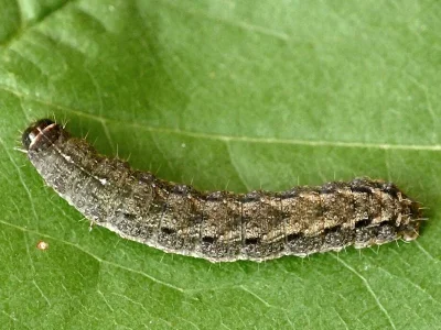 Caradrina (Caradrina) morpheus