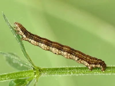 Coenotephria salicata