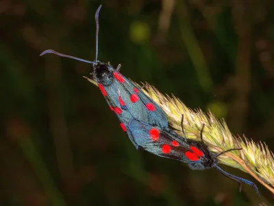 Zygaena (Zygaena) lonicerae