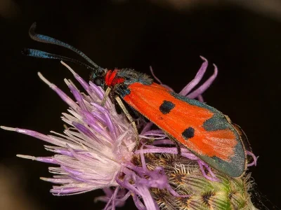 Zygaena (Mesembrynus) laeta