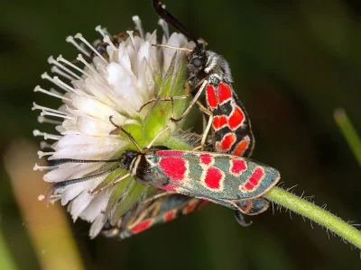 Zygaena (Agrumenia) carniolica