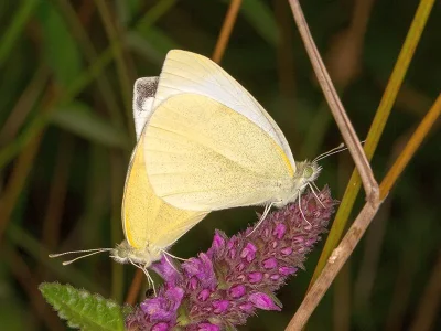 Pieris (Artogeia) rapae