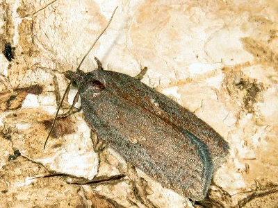 Acleris lipsiana