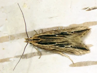 Monochroa palustrellus