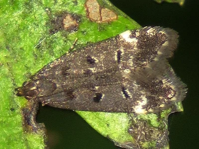 Dichomeris alacella