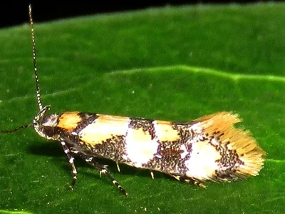 Decantha borkhausenii
