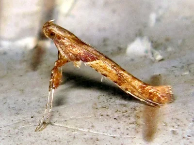 Caloptilia hemidactylella