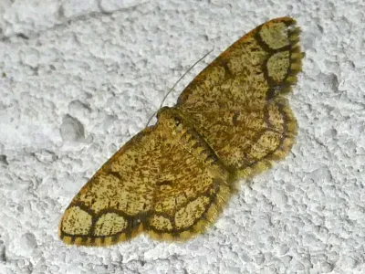 Stegania cararia