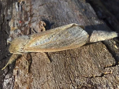 Phragmataecia castaneae