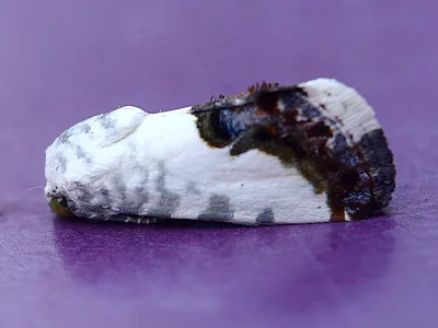Acontia (Acontia) wahlbergi