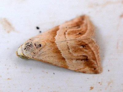Eublemma (Eublemma) rivula