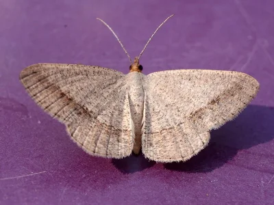Isturgia catalaunaria