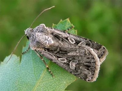 Euxoa (Euxoa) aquilina