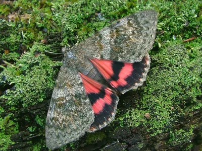 Catocala elocata