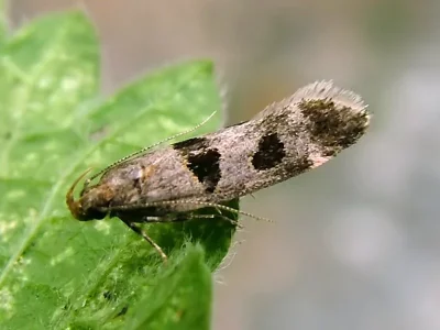 Mirificarma maculatella