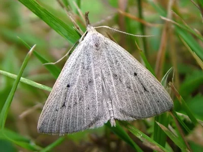 Macrochilo cribrumalis