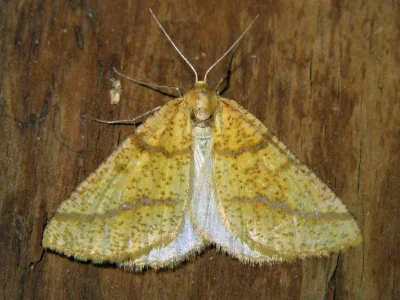 Aspitates (Napuca) ochrearia