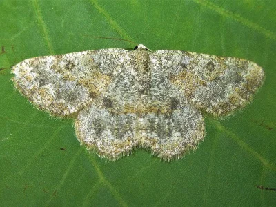 Charissa (Euchrognophos) mucidaria