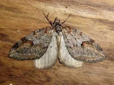 Chesias rufata