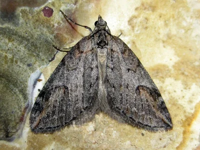 Chesias isabella