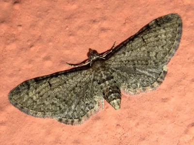 Eupithecia ultimaria