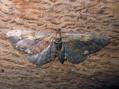 Horisme scorteata