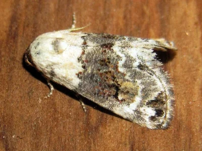Eublemma (Eublemma) scitula