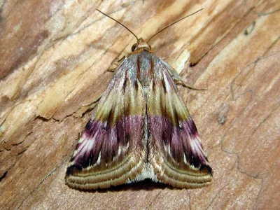 Eublemma (Eublemma) ostrina