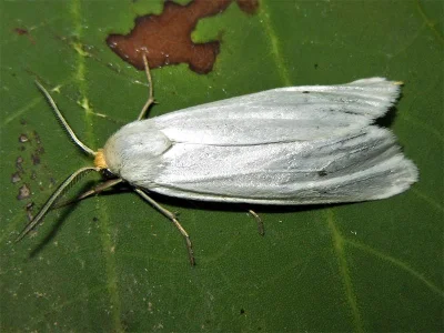 Coscinia chrysocephala