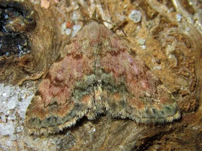 Metachrostis velox