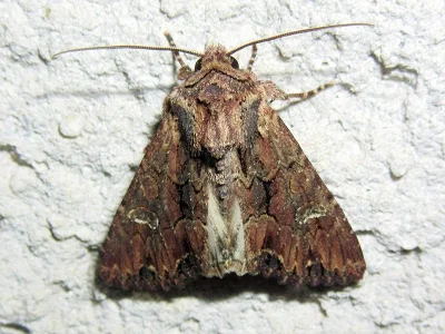 Mniotype occidentalis