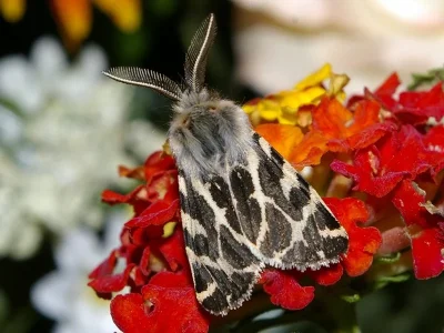 Ocnogyna boeticum