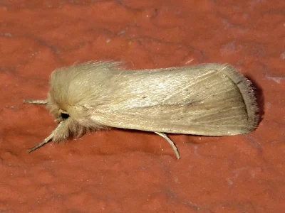 Sesamia nonagrioides