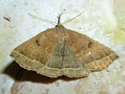 Polypogon (Microphtha) plumigeralis