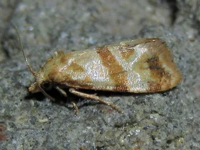 Phalonidia contractana