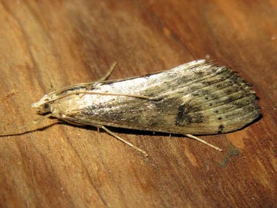 Evergestis isatidalis