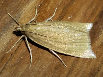 Chilo luteellus